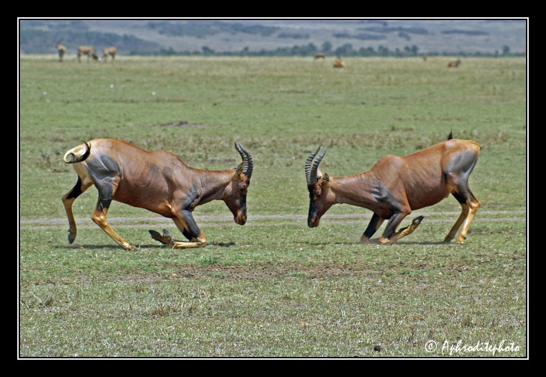 40 Safari Kenya